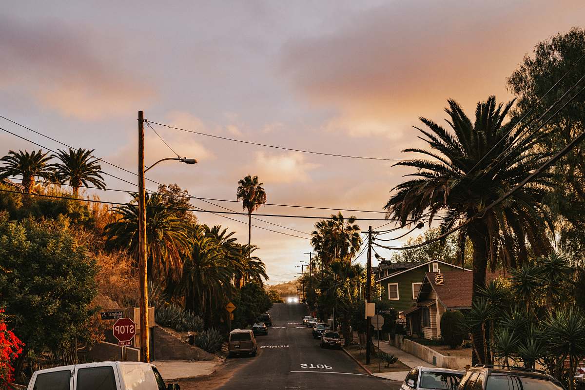 palm tree cars parked at the road arecaceae